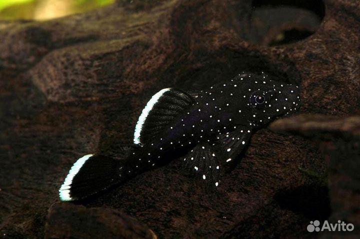 Анциструсы звездчатые L181 Креветки Амано