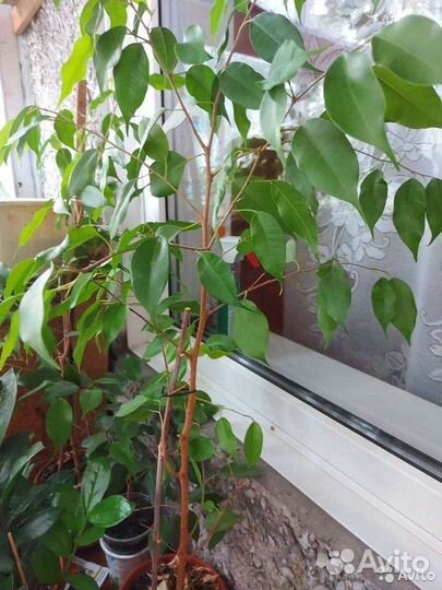 Фикус Бенджамина