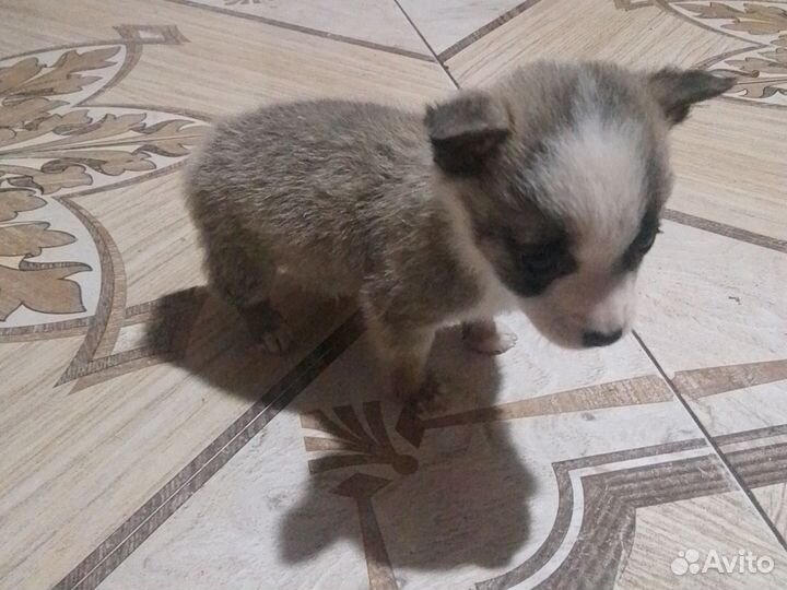 Щенки чихуахуа