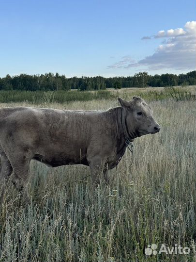 Корова дойная с теленком