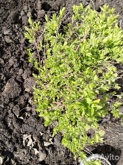 Кустарники декоративные