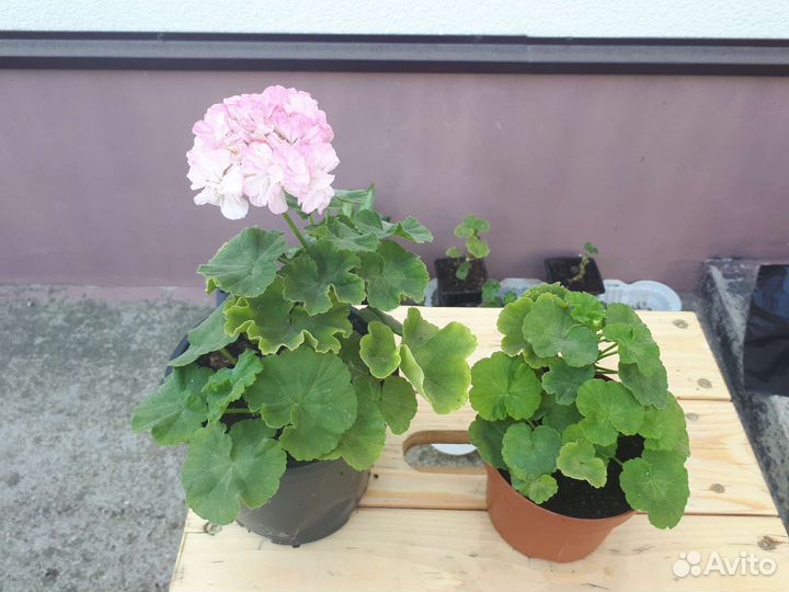 Пеларгония герань