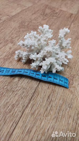 Кораллы для аквариума