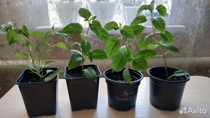 Фуксия сортовая