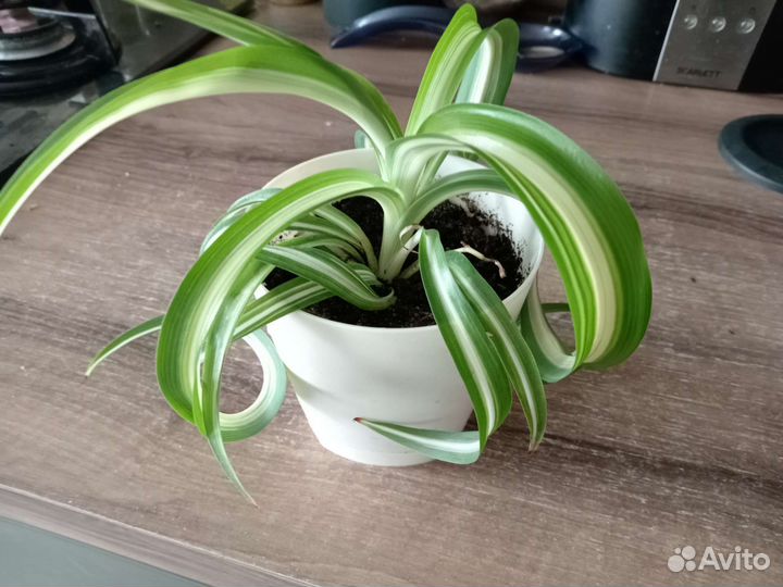 Хлорофитум кудрявый
