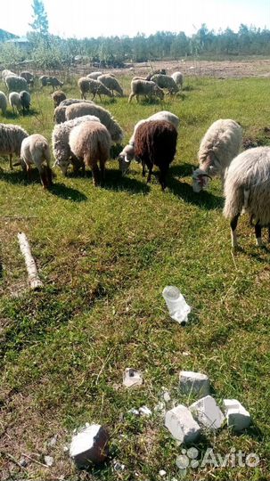 Овцы и Бараны