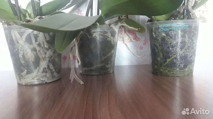 Сюрпризы орхидеи