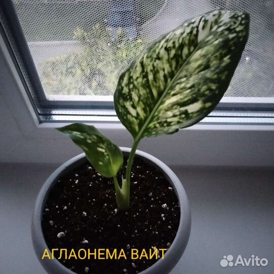 Комнатные растения