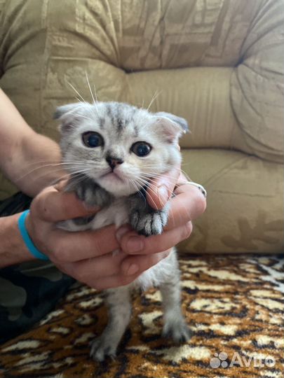 Котенок вислоухий