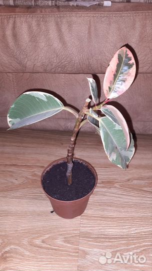 Фикус тинеке