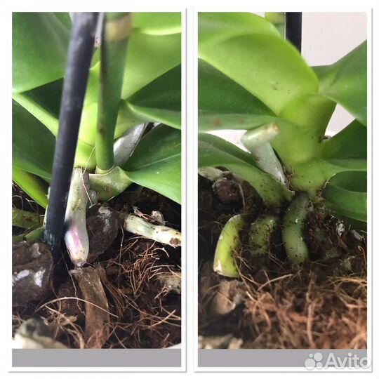 Орхидея фаленопсис ароматные