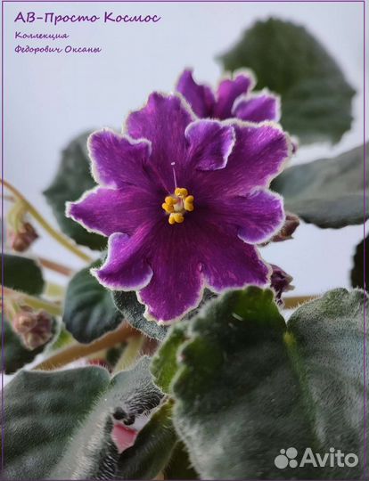 Сортовые фиалки (ук.листья с детками)