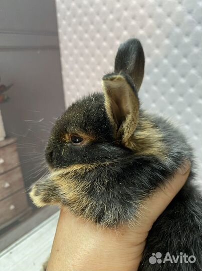 Крольчонок карликовый