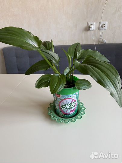 Дримиопсис