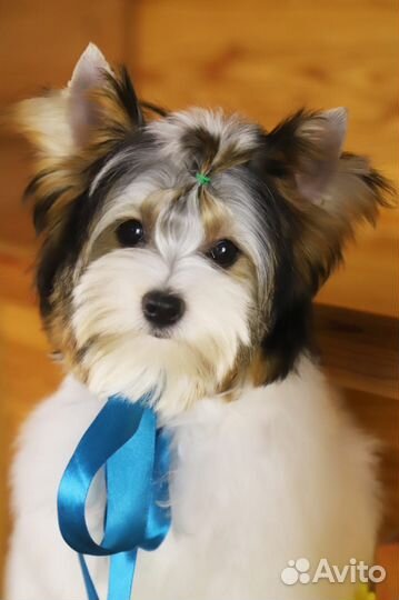 Щенки бивер