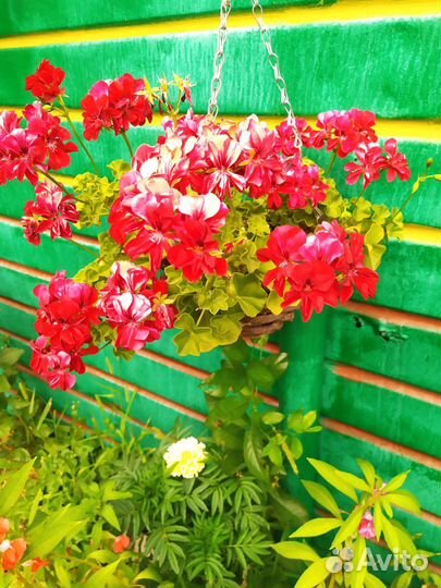 Пеларгония- герань