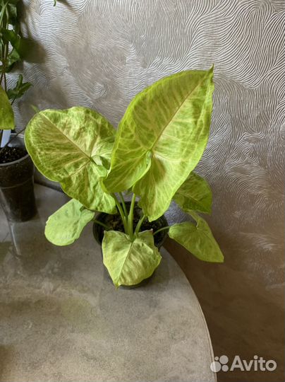 Комнатные растения цветы