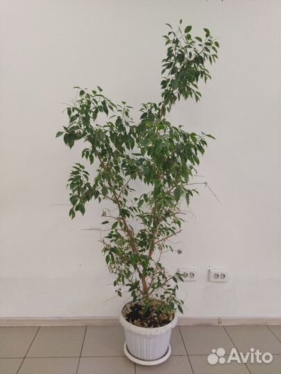 Фикус бенджамина пестролистный