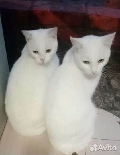 Молодой котик ищет любящие ручки