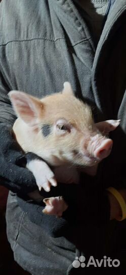 Поросята Вьетнамцы, Мангалица, Кармалы