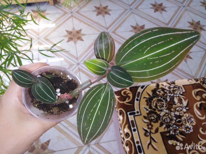 Комнатные растения, драгоценная орхидея, лудизия