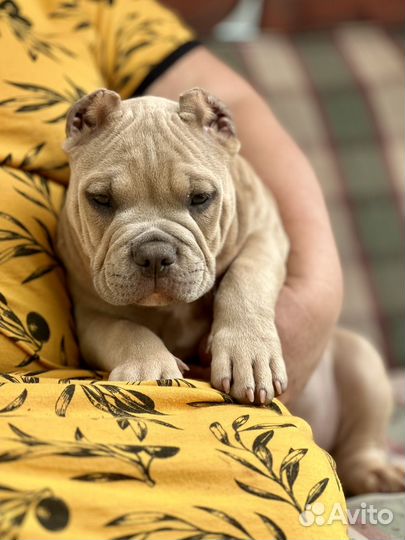 Мальчик Американского булли