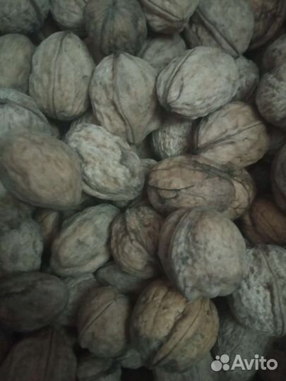 Орех грецкий