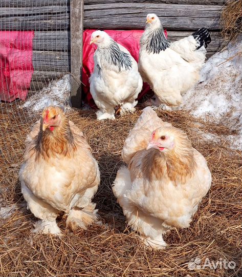 Инкубационное яйцо