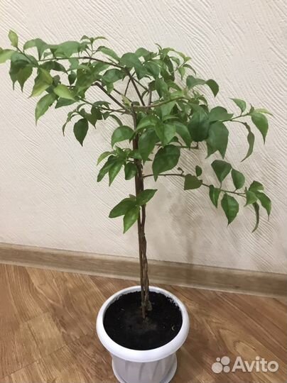 Бугенвиллея