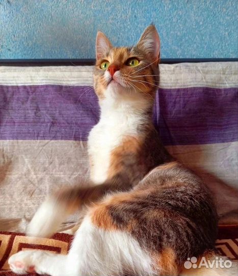 Кошечка Муся, возраст 8 мес, стерилизована