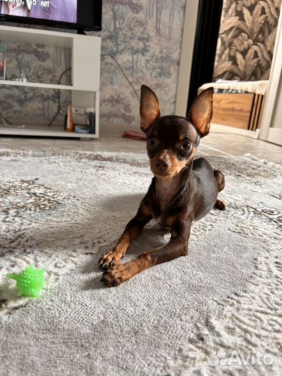 Мини той-терьер вязка