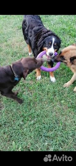 Передержка собак