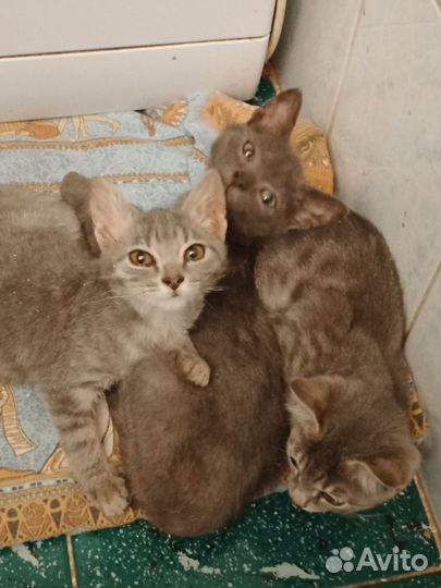 Кошка в дар бесплатно