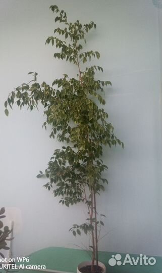 Фикус бенджамина