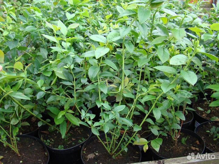 Саженцы голубики