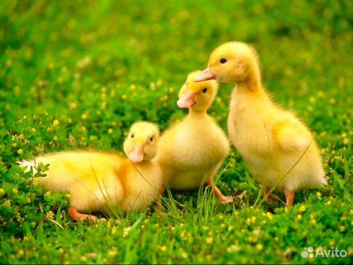 Птичник Ершовский занимается продажей птицы