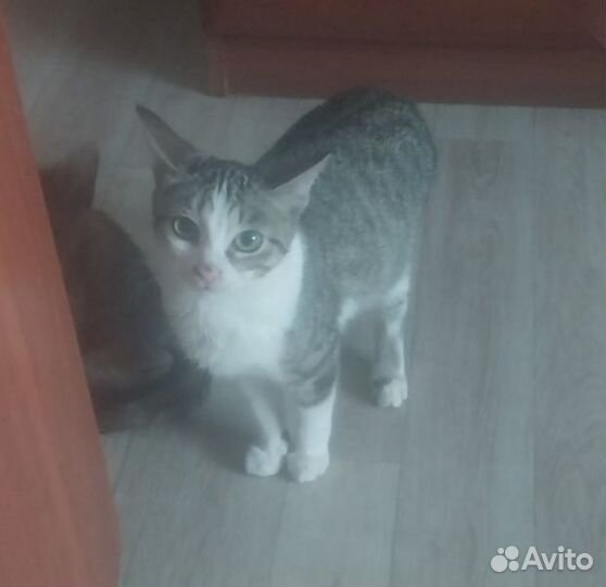 Отдам в добрые руки