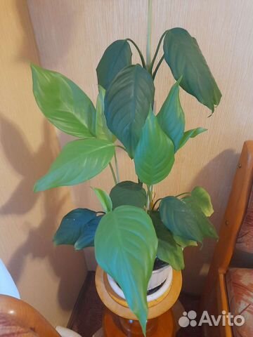 Англаонема скромная