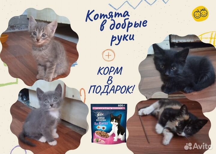 Котята в добрые руки
