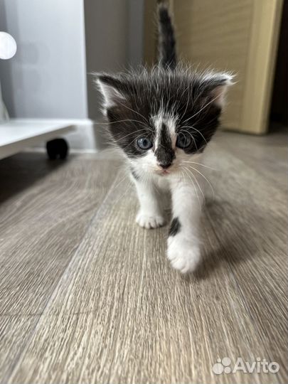 Котенок в добрые руки