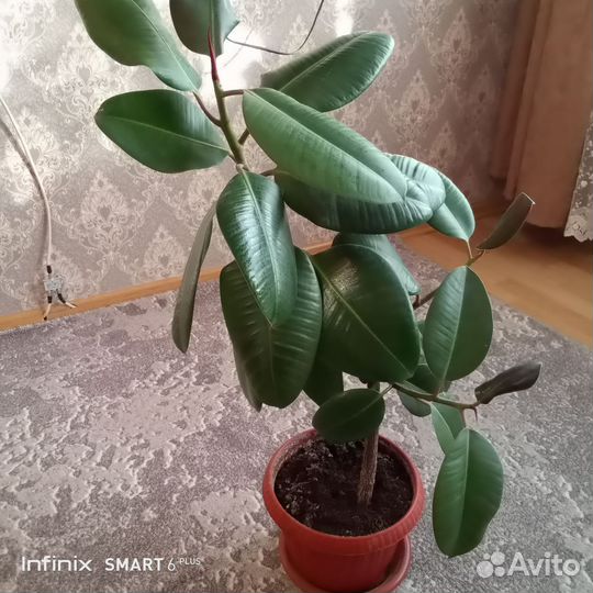 Комнатные цветы