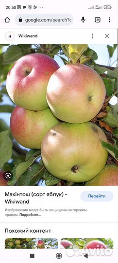 Яблони СССР