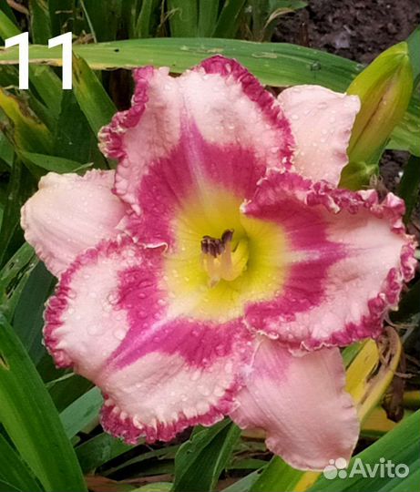 Лилейники сортовые