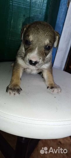 Щенки от лайки