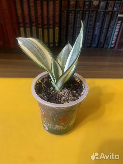 Сортовые Сансивиерии Ханни,разные