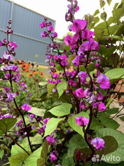 Семена цветов, семена долихоса, вьющиеся