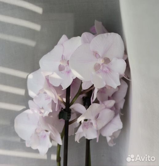 Орхидея фаленопсис биг лип