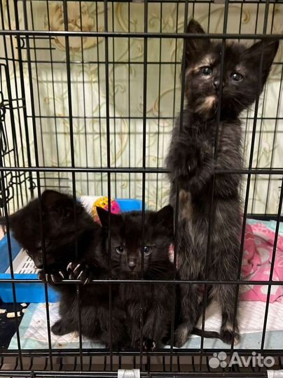 Самые маленькие котята. Нашли на улице