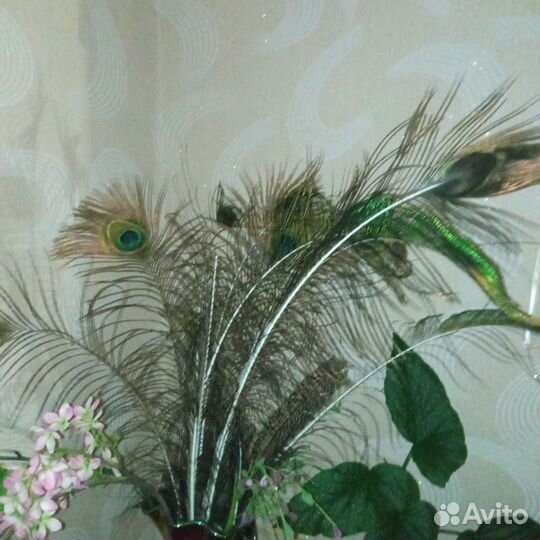 Перо павлина