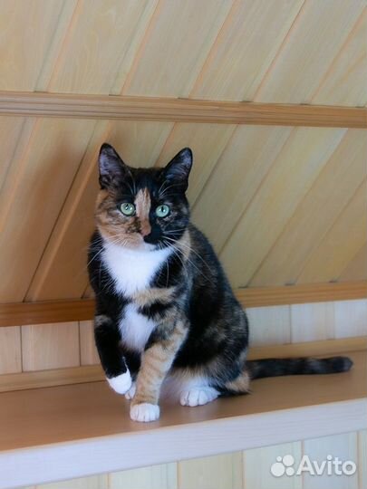 Кошка в добрые руки